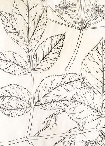 是单发还是多发？多发性的骨髓瘤如何判断？