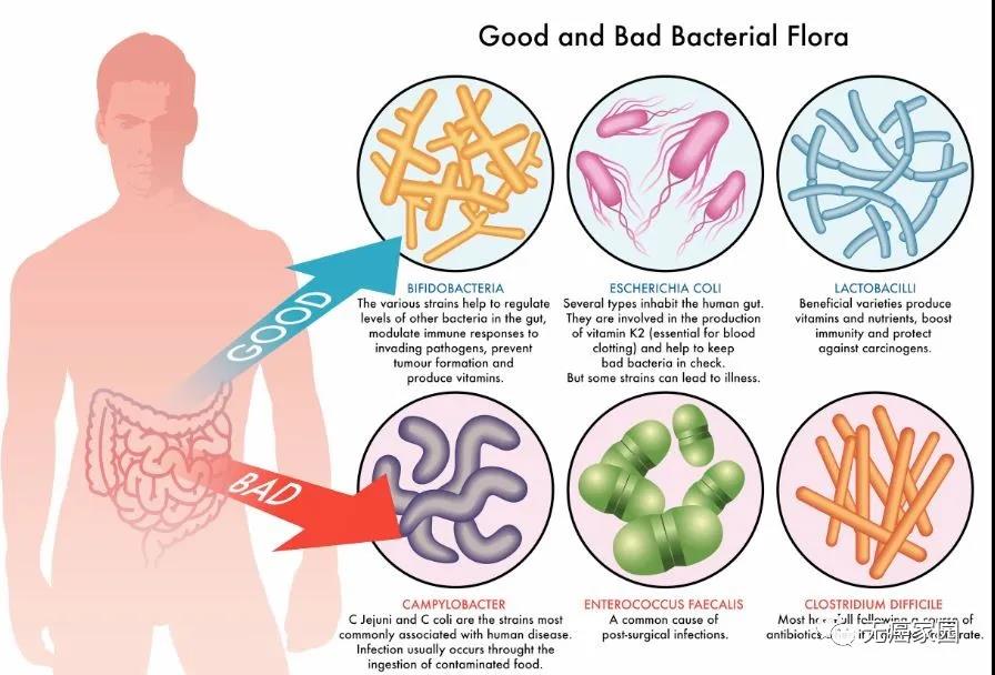 肠道菌群蕴藏强大的抗癌力量！提升癌症治疗成功率的同时，还能缓解副作用？！