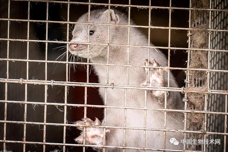 沉重的决定！为遏制病毒传播 丹麦首相宣布将境内所有水貂宰杀