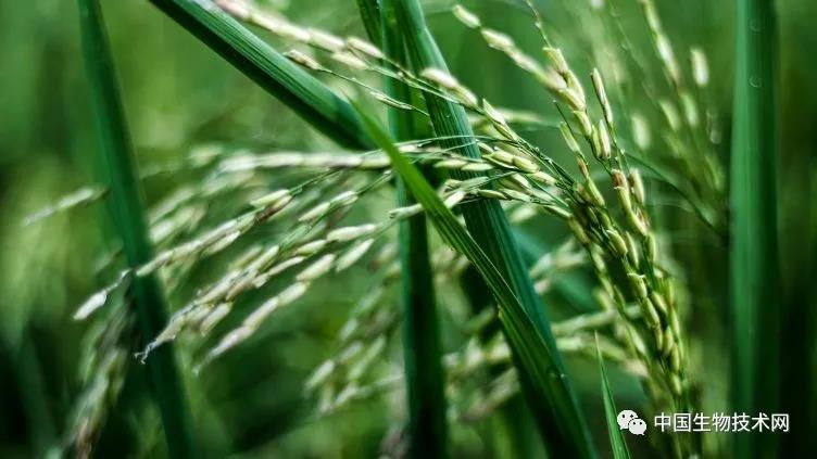 米饭易煮砷难除！英国科学家发现一种煮饭方法 既能除砷 又保住了营养