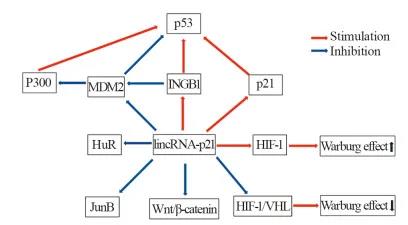 LincRNA-p21在癌症机制中的研究进展
