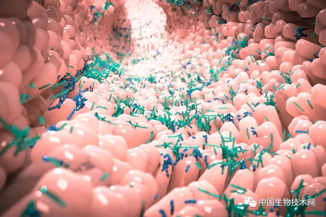 Nature 饮酒 排便质量 或一直在混淆肠道菌群的研究结果