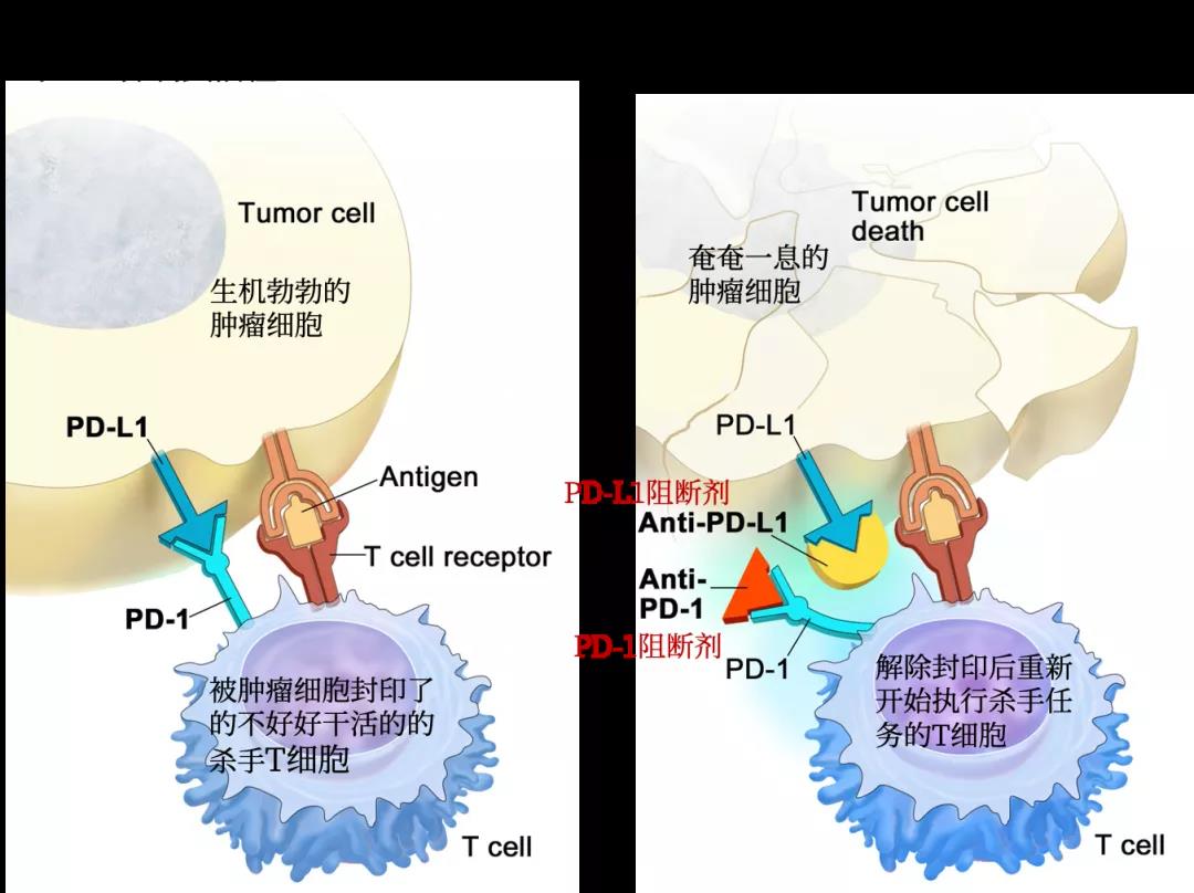 免疫疗法：致命物T细胞不给力？树突状细胞来助攻