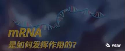 mRNA疫苗是如何发挥作用的？