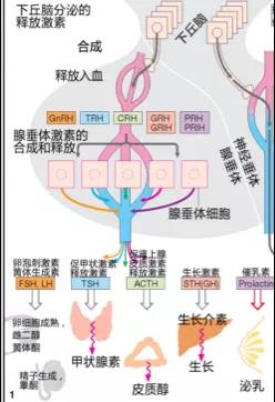 生命经纬缘何断？