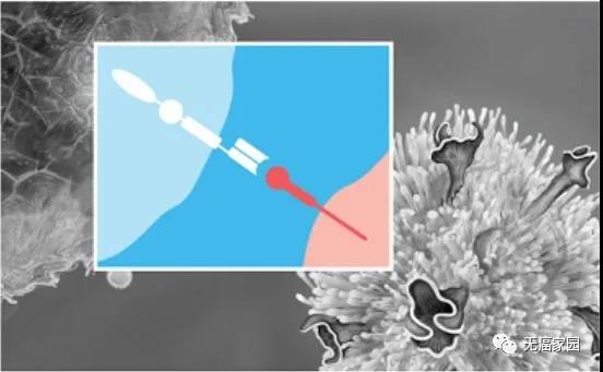 细胞免疫强势崛起！CAR-T、NK、TILs疗法又获新突破，剑指实体瘤
