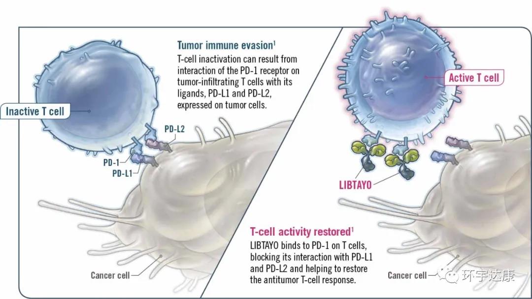 2021抗癌新势力 肺癌即将上市的靶向免疫新药出炉！