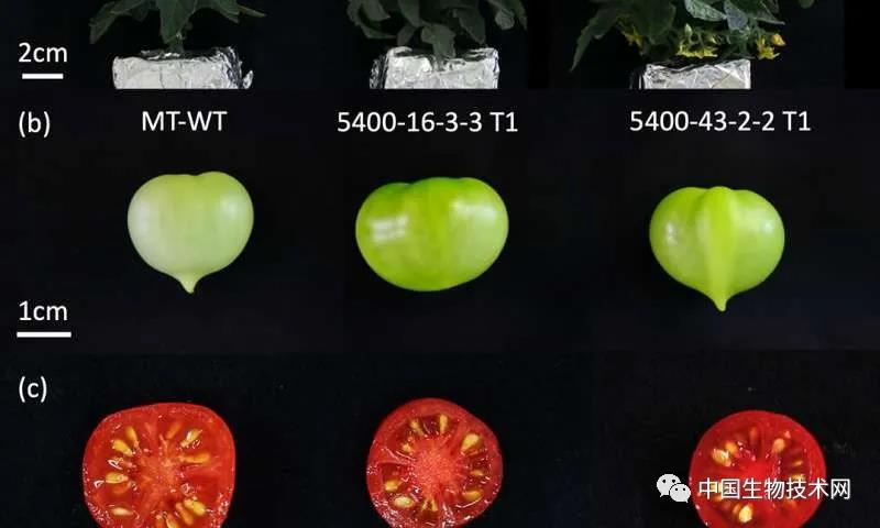 利用基因编辑技术 使西红柿富含抗氧化和抗癌的类胡萝卜素
