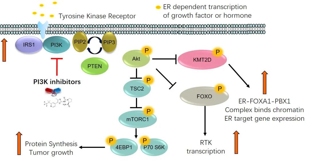 乳腺癌治疗的分子分型时代： 诺华alpelisib一骑绝尘，罗氏精准诊疗双剑合璧