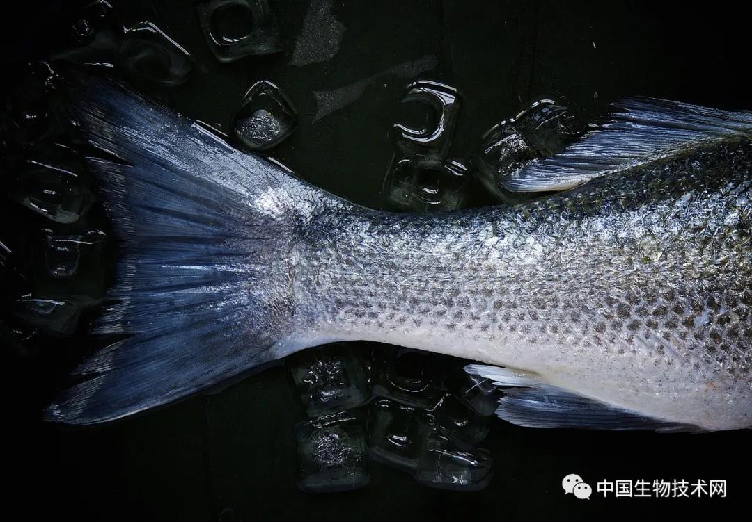 海洋动物中，微塑料污染“哪家强”：软体动物中发现的微塑料含量最高