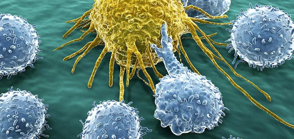人体免疫细胞原来是这样追杀肿瘤细胞的！