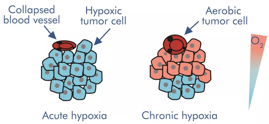 同样是细胞，凭啥肿瘤细胞更能适应低氧环境？