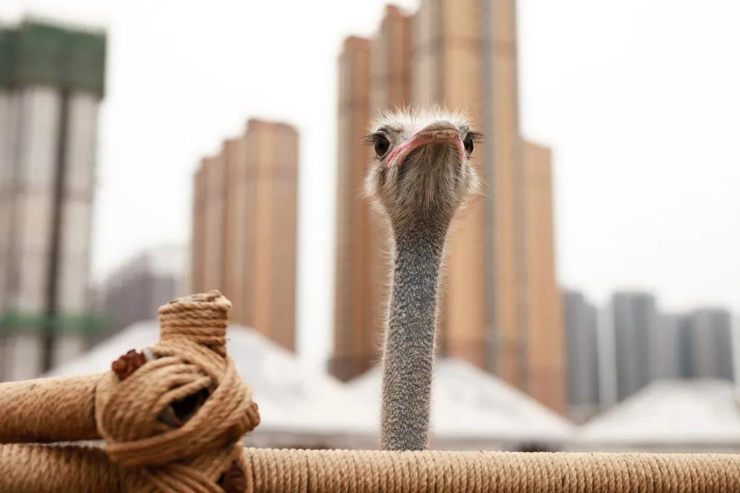 得了癌症≠死亡，害怕复发转移，鸵鸟心态不可取