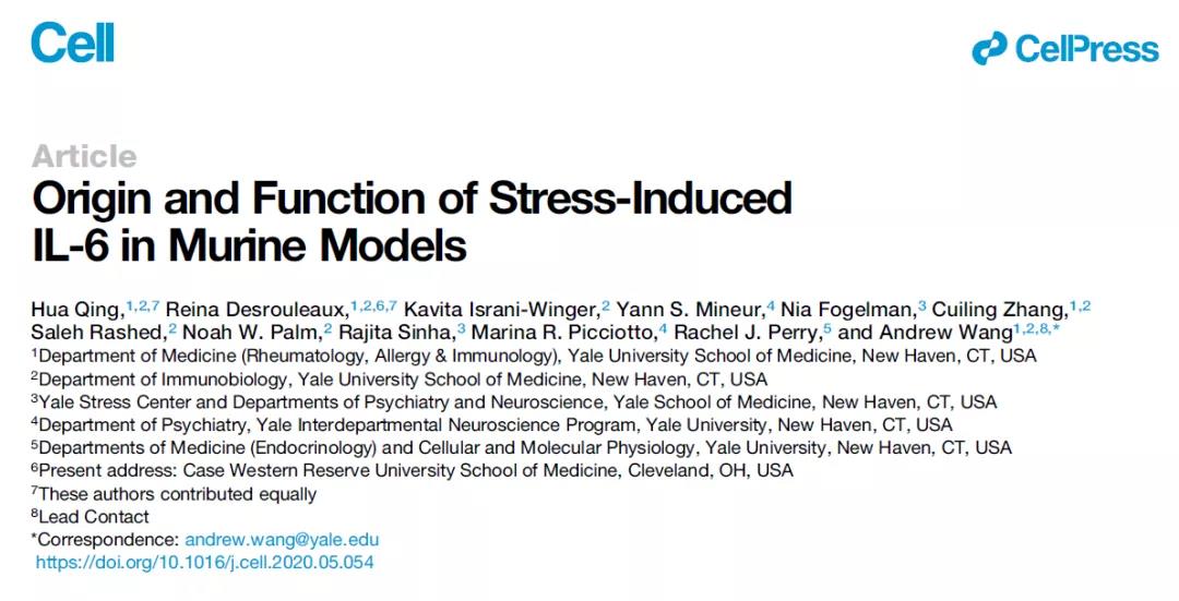 压力诱导炎症因子IL-6分泌，可致肥胖