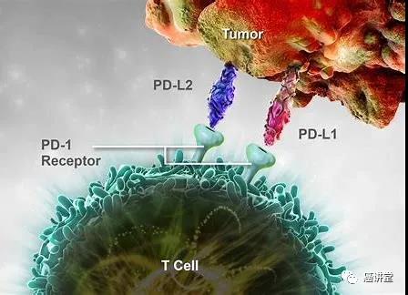 PD1 / PDL1在2019年的价值为218亿美元。