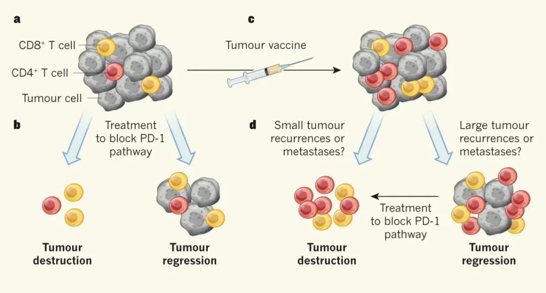 个性化新抗原癌症疫苗实现四年强效持久抗癌