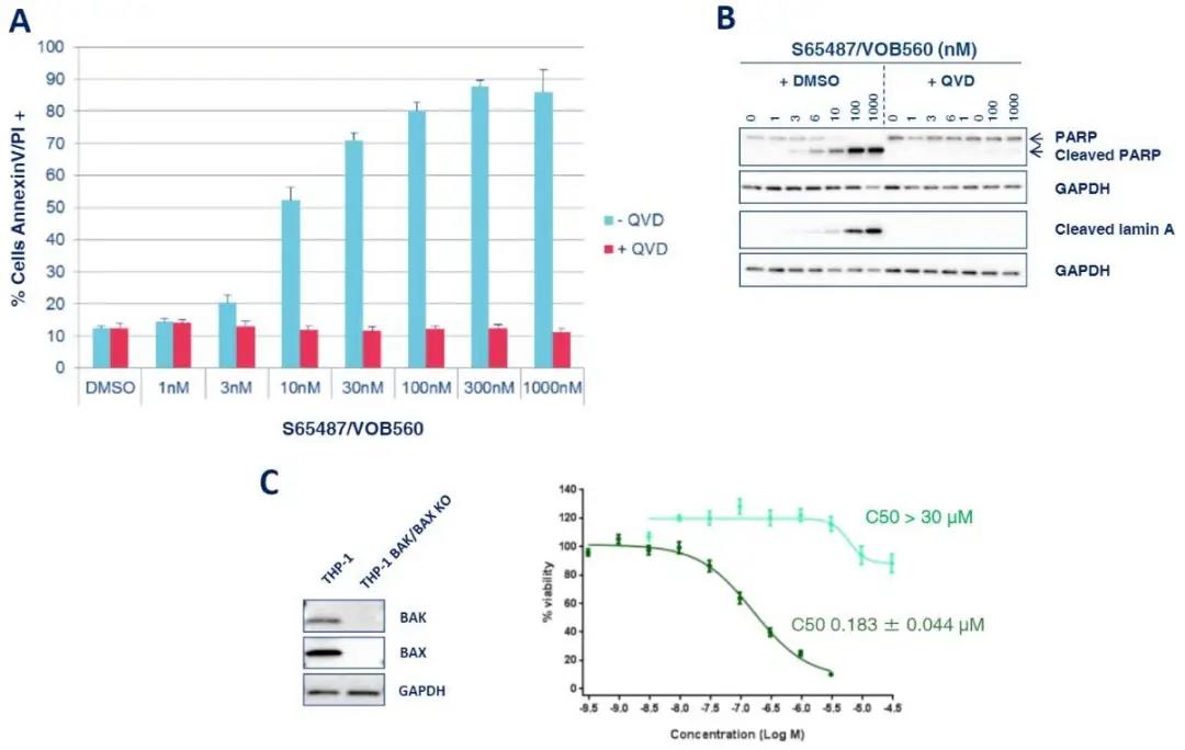 选择性BCL-2抑制剂S65487/VOB560对野生型和临床突变导致的Venetoclax耐药是否有效？