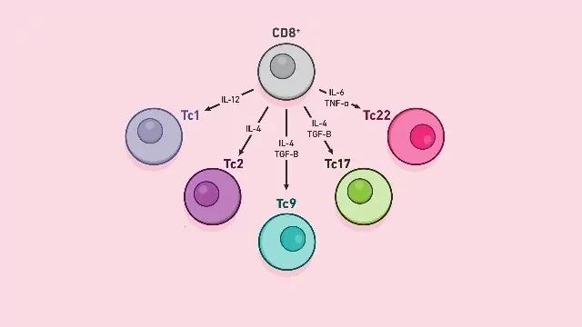 T细胞耗竭四阶段