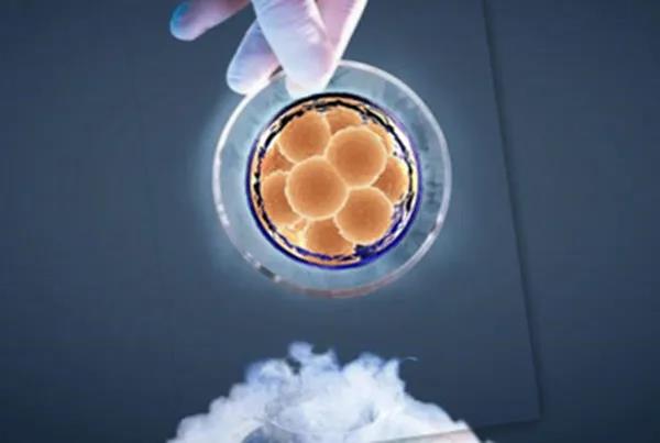 鲜胚、冻胚、囊胚 哪种移植成功率高？