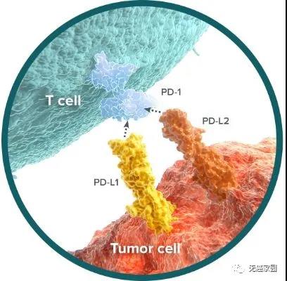 免疫治疗带来了“超级幸存者”，你会是那个幸运儿吗？