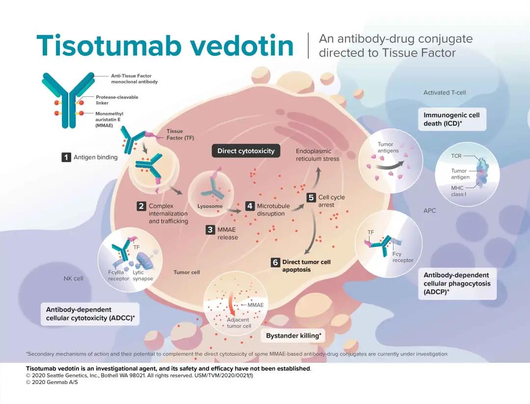 新型“特洛伊木马”抗癌药物，治疗宫颈癌疗效显著
