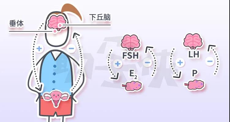 备孕姑娘最容易出现的激素异常