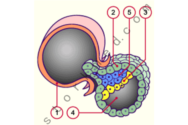 胚胎孵化 胚胎孵化