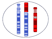 父亲是罗氏易位，可以做试管婴儿吗