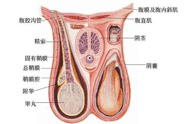 克氏综合征klinefelter_遗传优生网