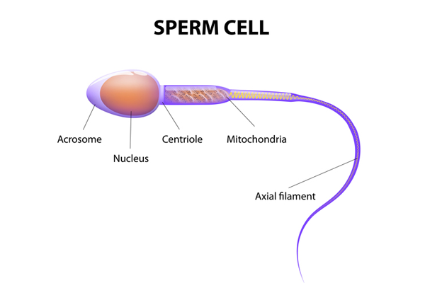 CATSPER1基因突变