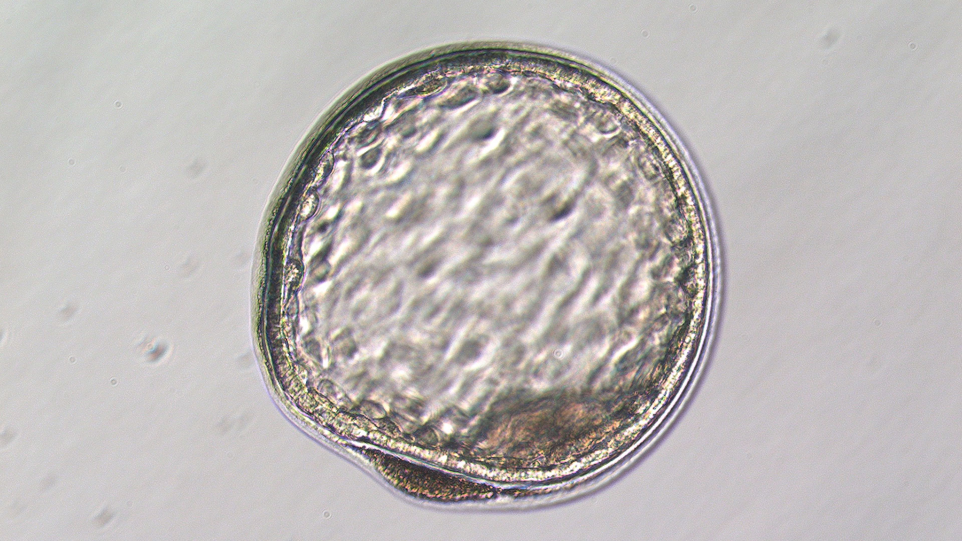 卵巢功能差及早衰如何生育，做试管成功的希望有多大？