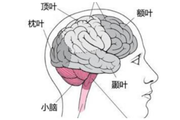 如何避免孩子出现小脑萎缩症