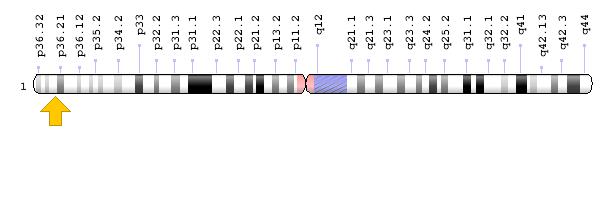 1号染色体 1号染色体