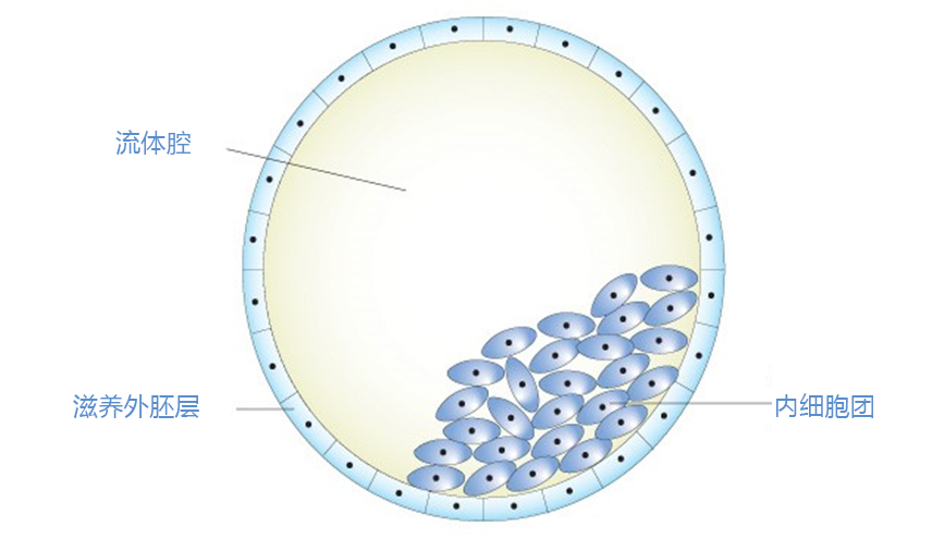 胚胎发育的全过程