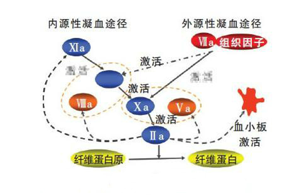 leiden突变会导致反复流产么