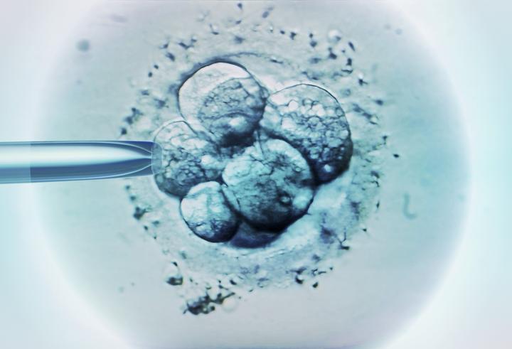 胚胎培养技术