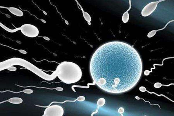 什么是精子质量