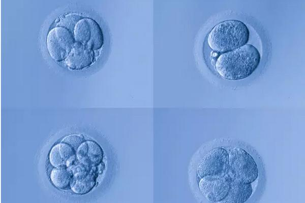 胚胎多核化(MNC)与多胎妊娠