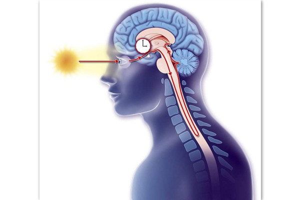 使用褪黑素可以提高卵子质量吗？