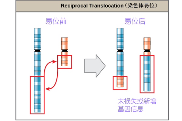 平衡易位和习惯性流产