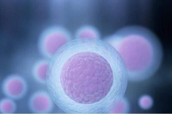 如何快速提高卵子质量