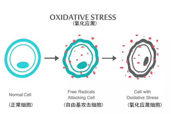 氧化应激对试管婴儿治疗的影响