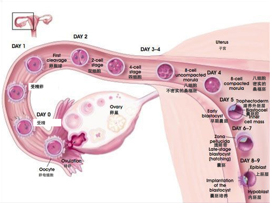 胚胎放入子宫游走图片 胚胎放入子宫游走图片