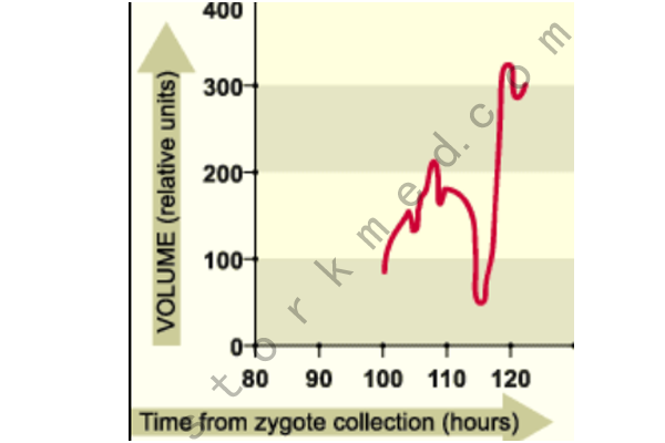 囊胚内部细胞扩张 囊胚内部细胞扩张