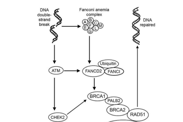 得了毛细血管扩张性失调还有救吗？