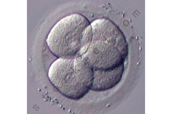 四细胞胚胎 四细胞胚胎