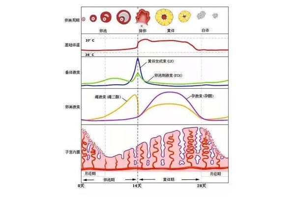什么是卵巢储备，它有什么用