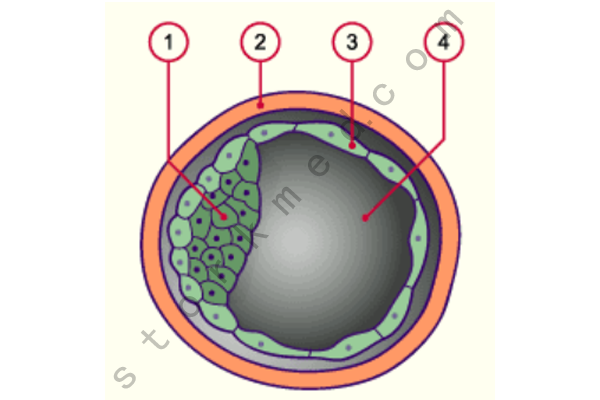 囊胚内部示意图 囊胚内部示意图