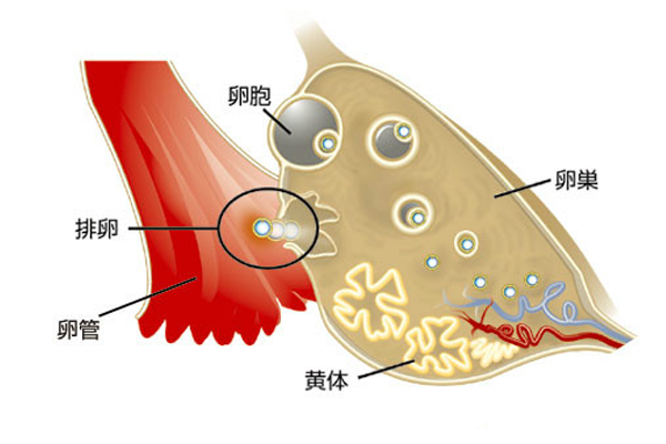 排卵期要注意什么？