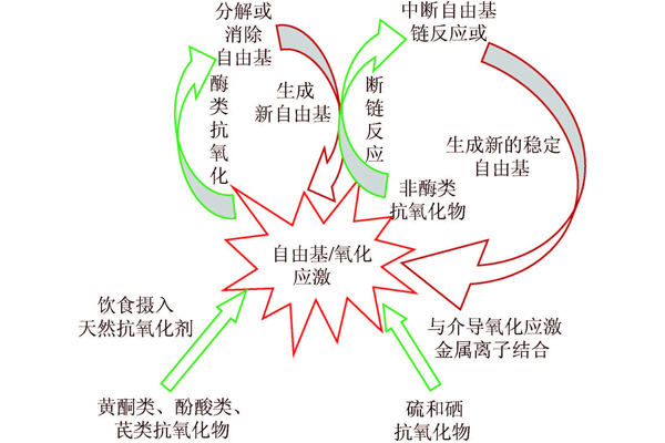 氧化应激与反复流产有关吗